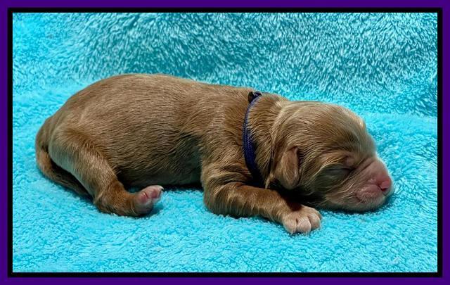 Gigi Traveler newborn pups 41