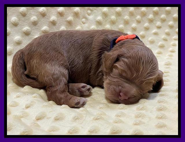Gigi Traveler pups 1 wk old 41