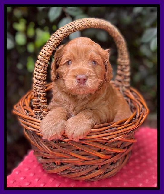 Gigi Traveler pups 4wks old 111