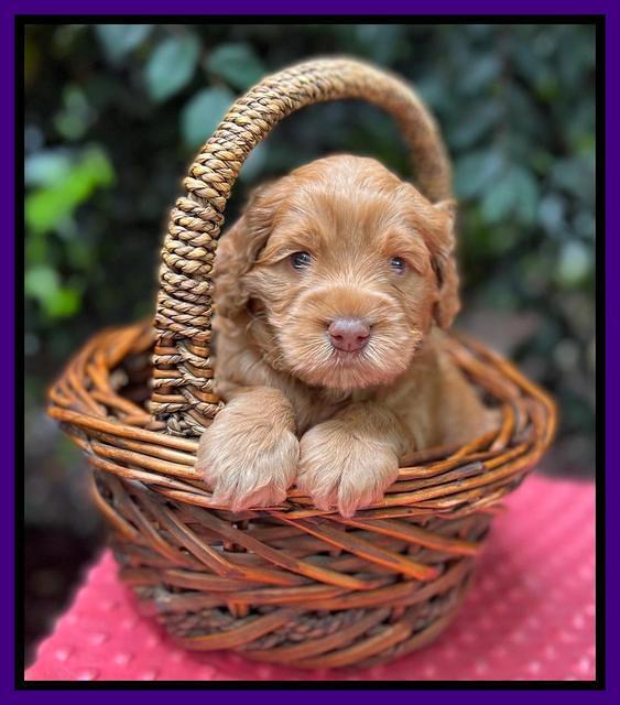 Gigi Traveler pups 4wks old 81