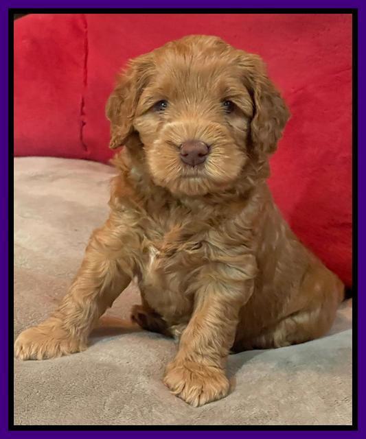 Gigi Traveler pups 5 wks old 71