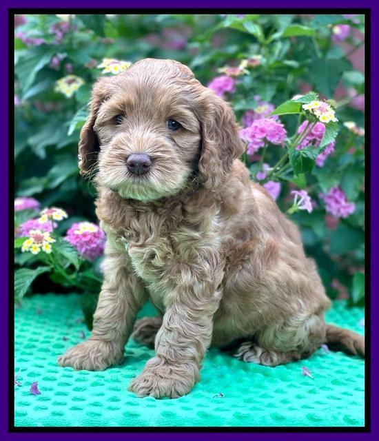 Gigi Traveler pups 6 wks old 141