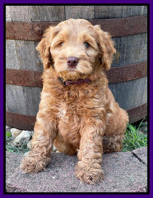 Gigi Traveler pups 7 weeks old 51