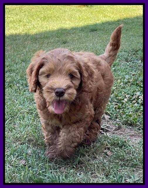 Gigi Traveler pups 7 weeks old 81