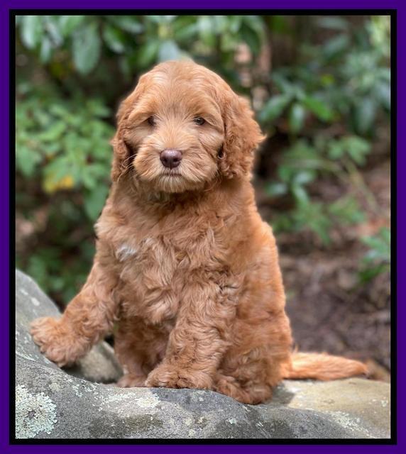 Gigi Traveler pups 8 wks old 11