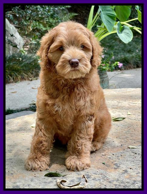 Gigi Traveler pups 8 wks old 21