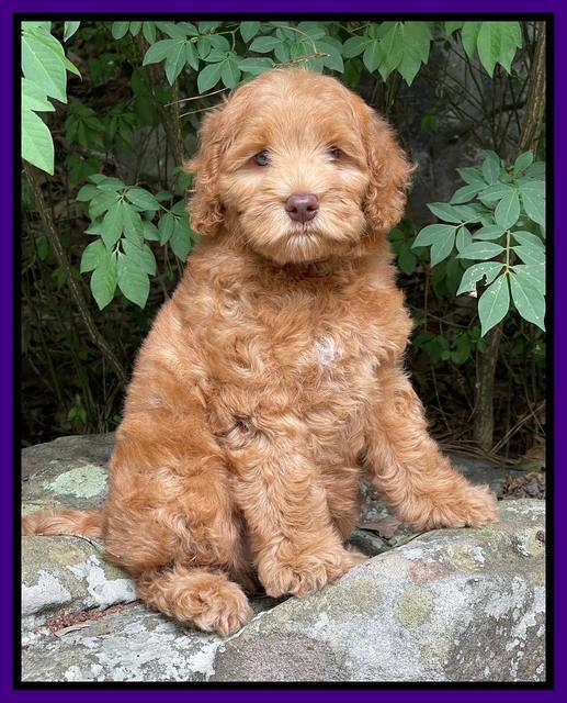 Gigi Traveler pups 8 wks old 31