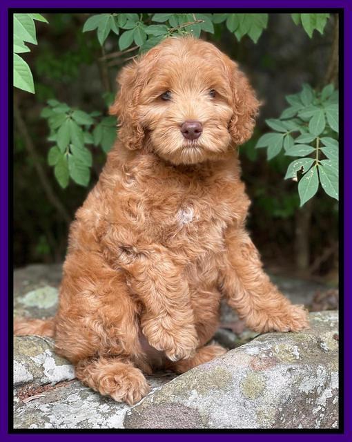 Gigi Traveler pups 8 wks old 41