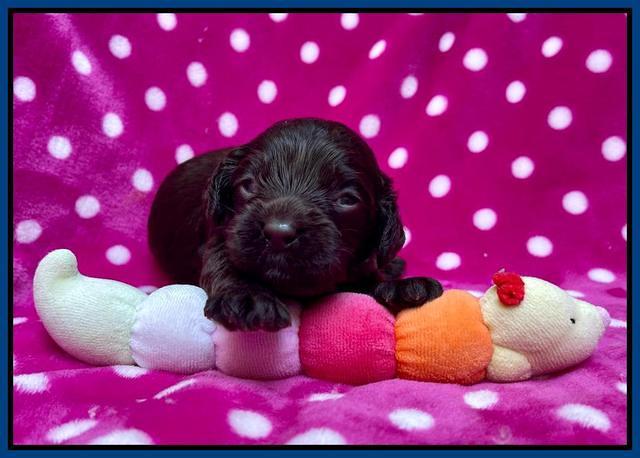 Gigi Traveler pups 2 wks old 11