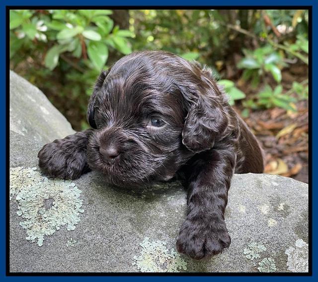 Gigi Traveler pups 3 wks old 101