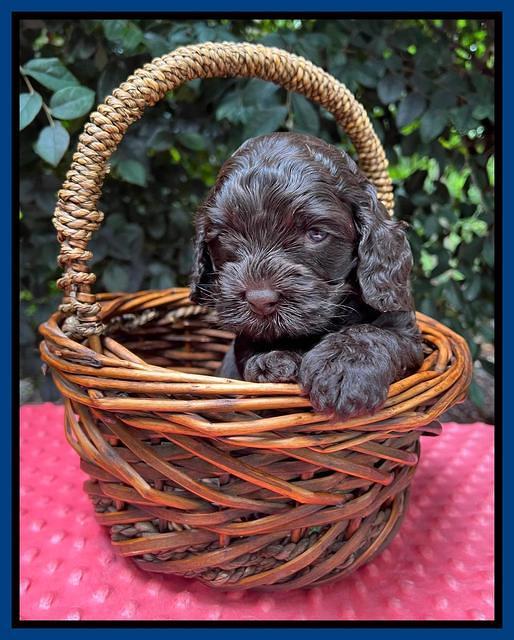 Gigi Traveler pups 4wks old 121