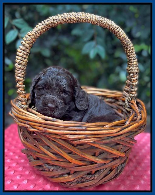 Gigi Traveler pups 4wks old 151