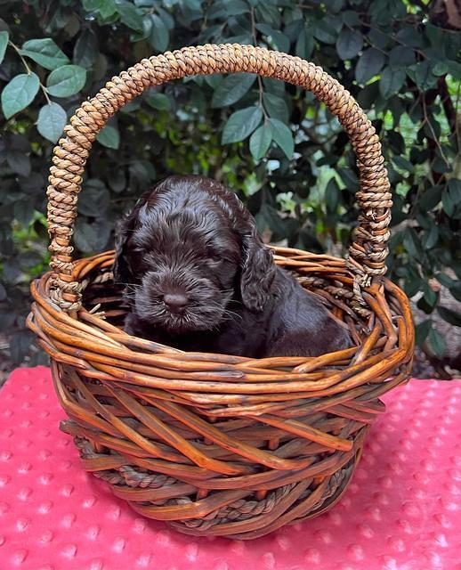 Gigi Traveler pups 4wks old 161