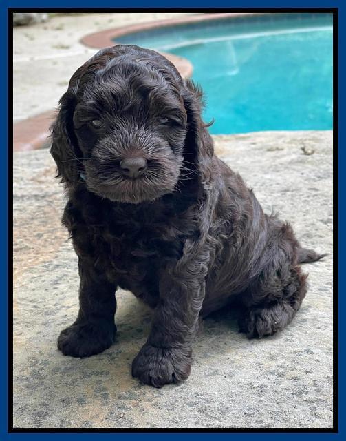 Gigi Traveler pups 5 wks old 111