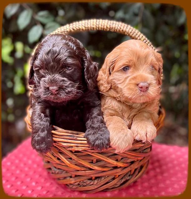 Gigi Traveler pups 5 wks old 81