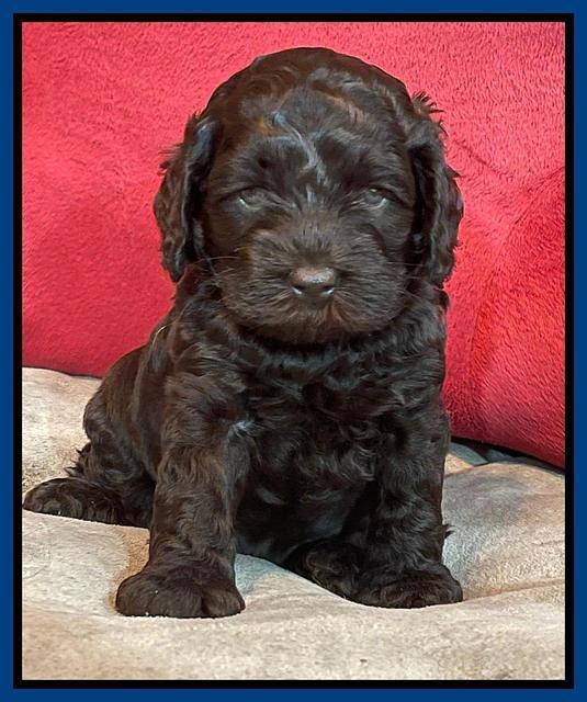 Gigi Traveler pups 5 wks old 91