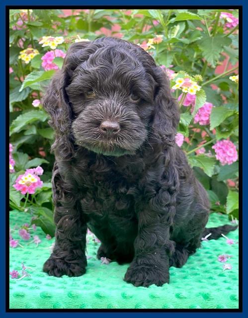 Gigi Traveler pups 6 wks old 161