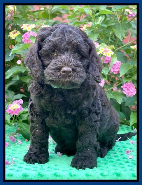 Gigi Traveler pups 6 wks old 171