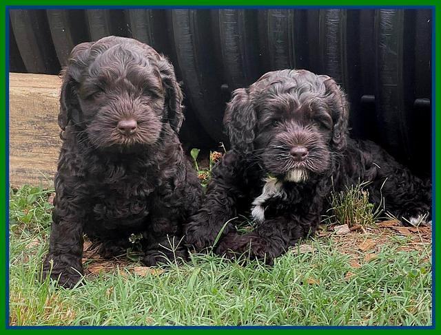 Gigi Traveler pups 6 wks old 191