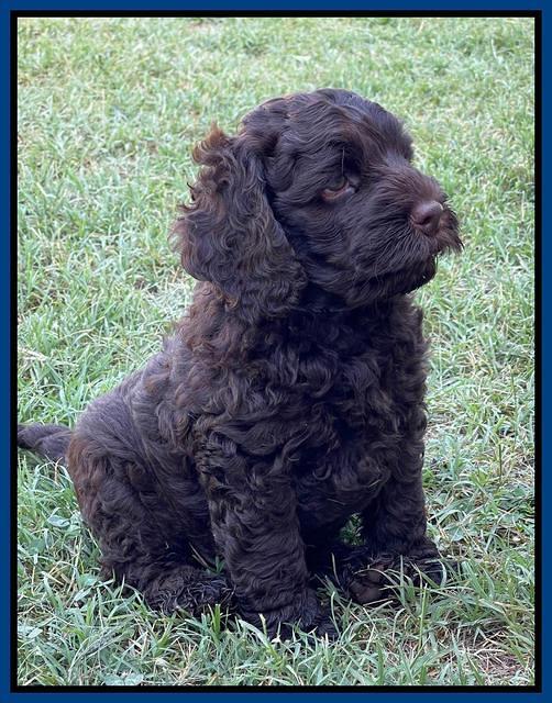 Gigi Traveler pups 7 weeks old 111