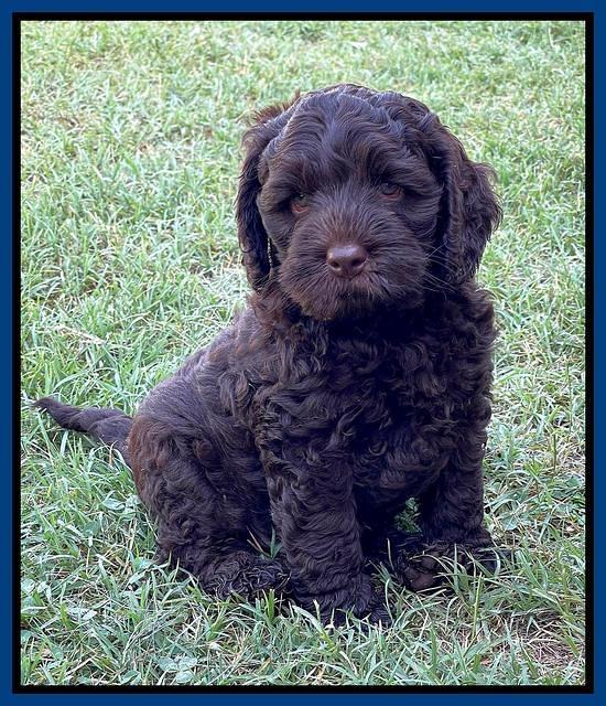 Gigi Traveler pups 7 weeks old 121