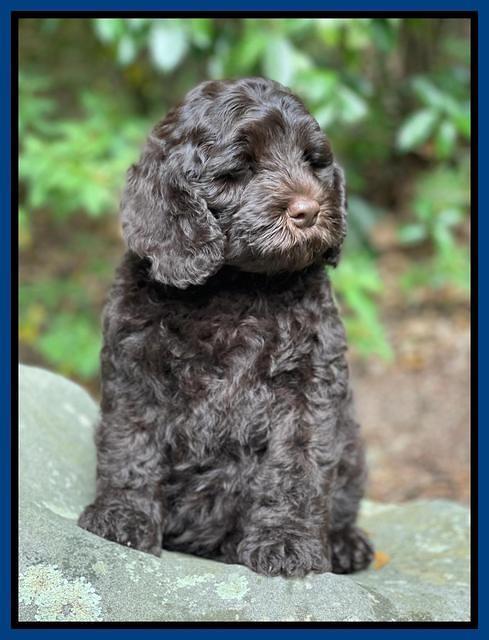 Gigi Traveler pups 8 wks old 13200