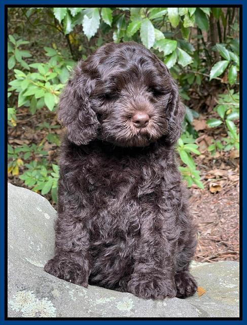 Gigi Traveler pups 8 wks old 15200