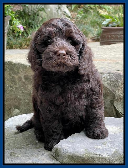 Gigi Traveler pups 8 wks old 17200