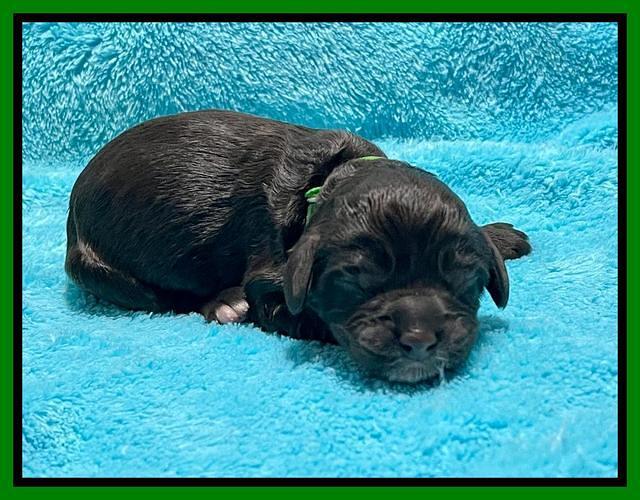 Gigi Traveler newborn pups 81