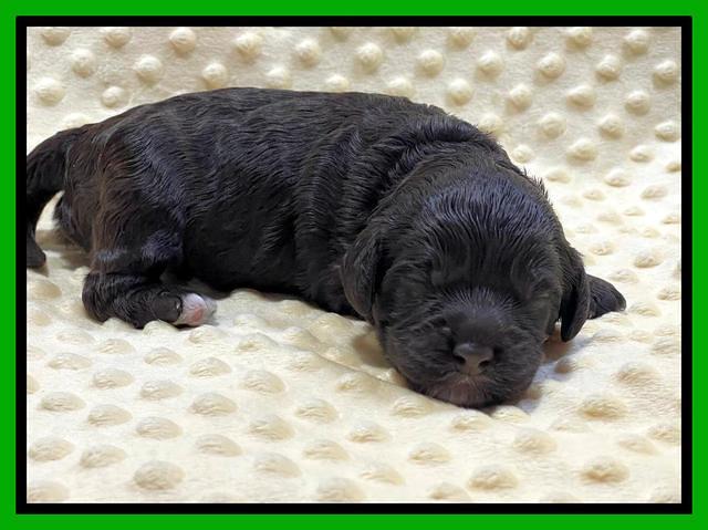 Gigi Traveler pups 1 wk old 51