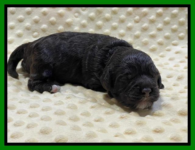 Gigi Traveler pups 1 wk old 61