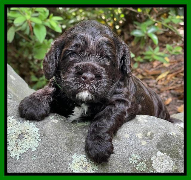 Gigi Traveler pups 3 wks old 141