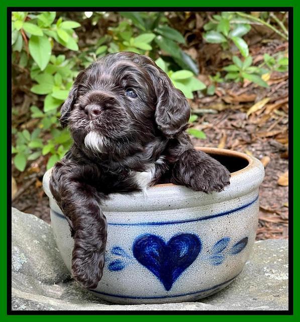 Gigi Traveler pups 3 wks old 161