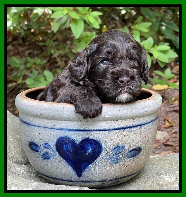 Gigi Traveler pups 3 wks old 171