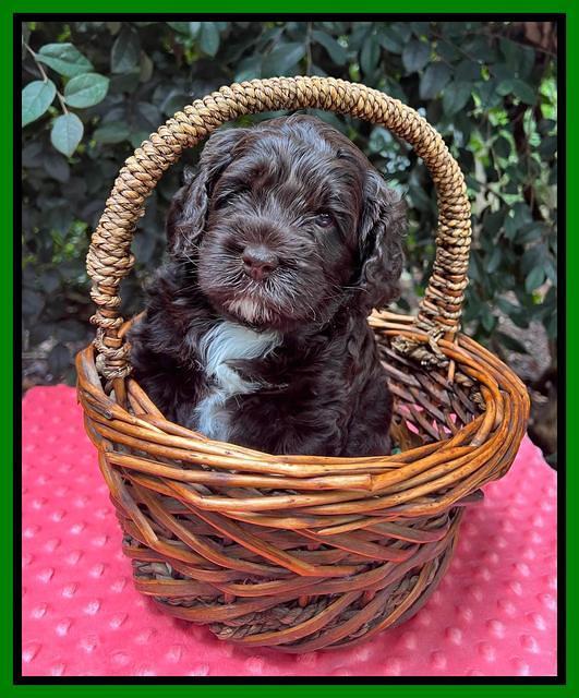Gigi Traveler pups 4wks old 181