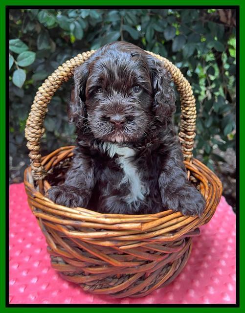 Gigi Traveler pups 4wks old 191