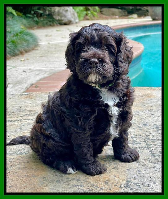 Gigi Traveler pups 5 wks old 141