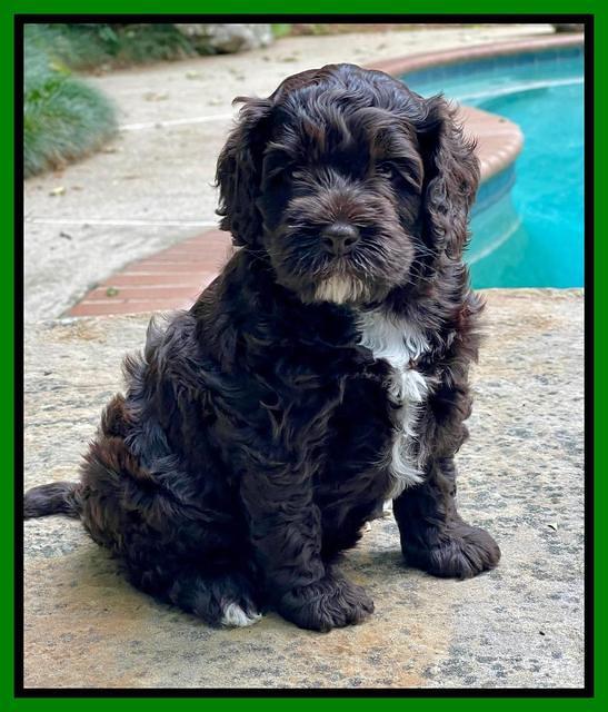 Gigi Traveler pups 5 wks old 171