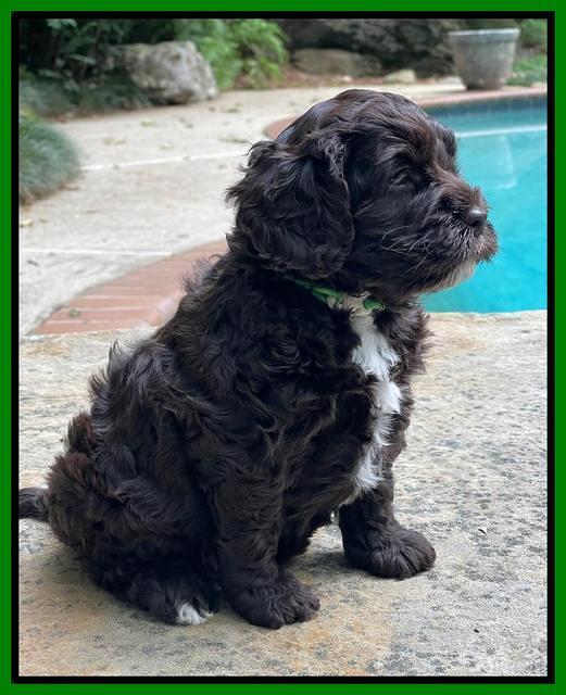 Gigi Traveler pups 5 wks old 181