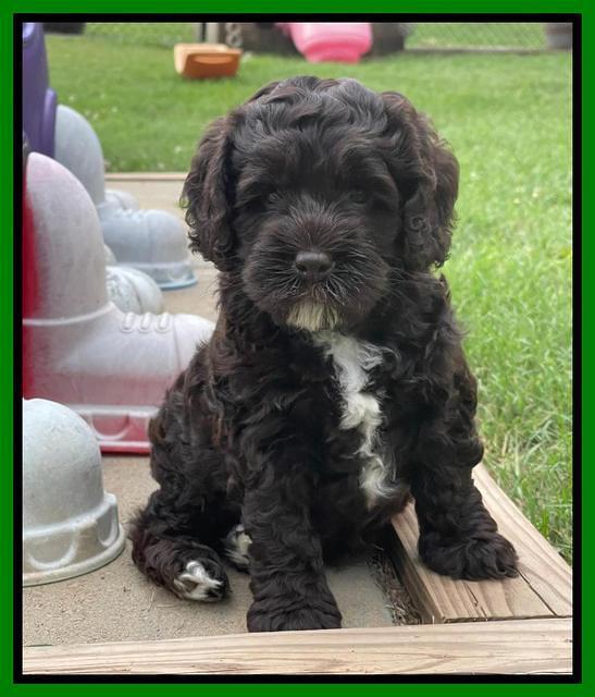 Gigi Traveler pups 6 wks old 201