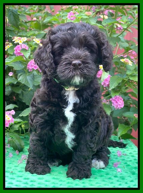 Gigi Traveler pups 6 wks old 211