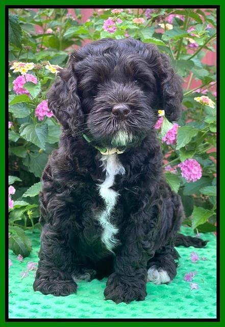 Gigi Traveler pups 6 wks old 221