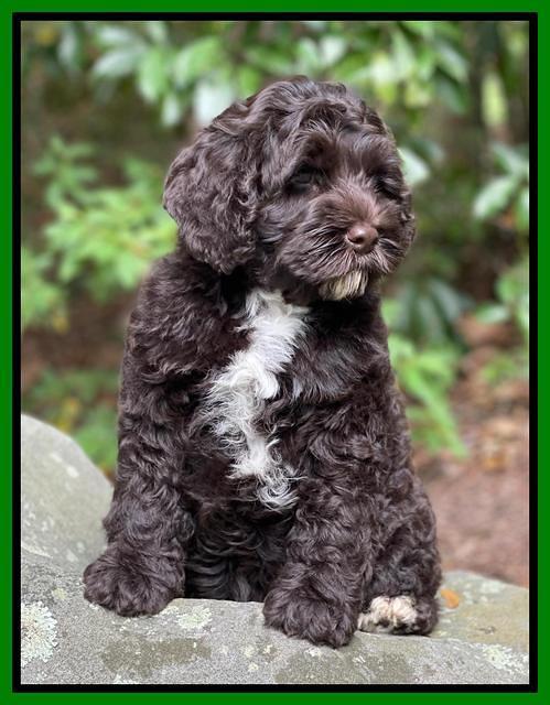 Gigi Traveler pups 8 wks old 3200