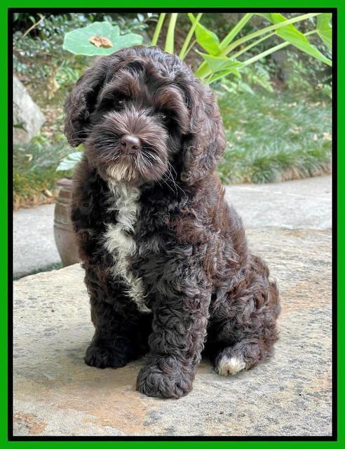 Gigi Traveler pups 8 wks old 6200