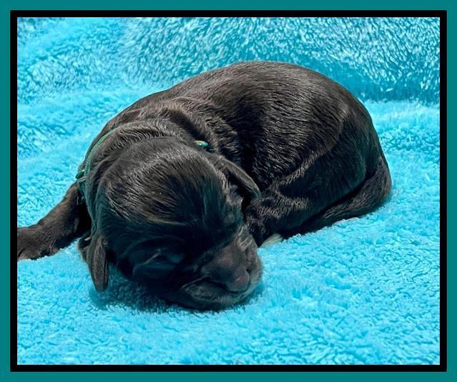 Gigi Traveler newborn pups 91