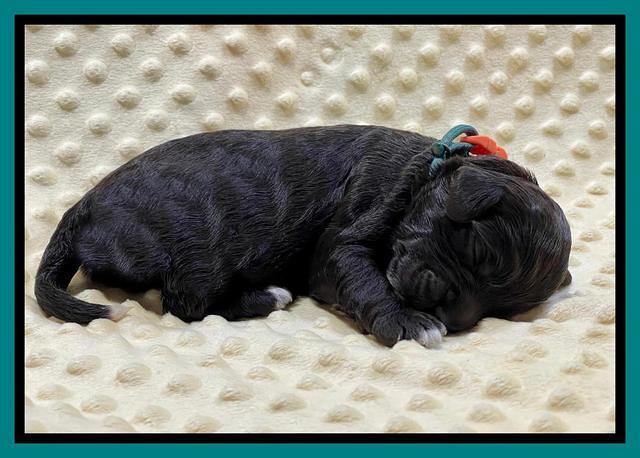 Gigi Traveler pups 1 wk old 71