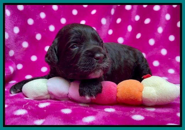 Gigi Traveler pups 2 wks old 101
