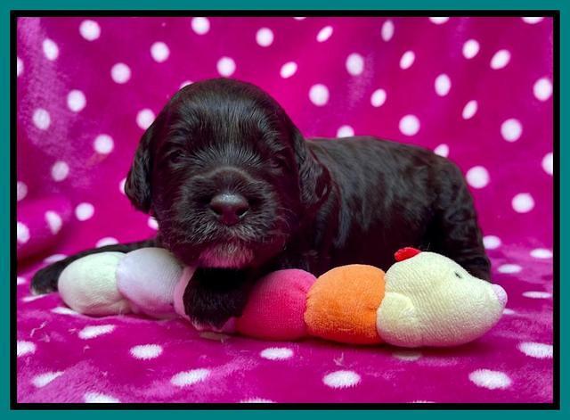 Gigi Traveler pups 2 wks old 111