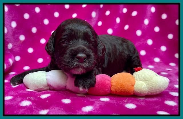 Gigi Traveler pups 2 wks old 121