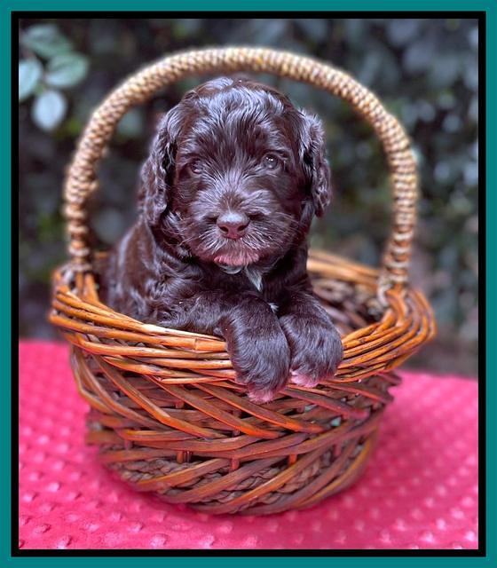 Gigi Traveler pups 4wks old 201